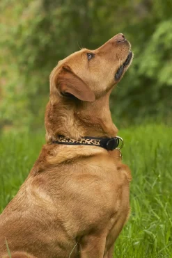 Holland Cooper Dog Collars|Dog Accessories-HC Classic Dog Collar Black & Leopard Pony