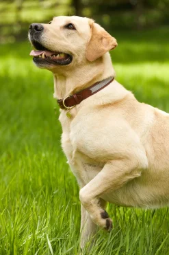 Holland Cooper Dog Collars|Dog Accessories-HC Classic Dog Collar Chestnut & Tweed