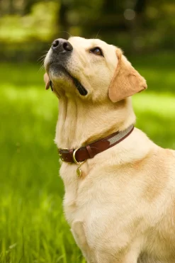 Holland Cooper Dog Collars|Dog Accessories-HC Classic Dog Collar Chestnut & Tweed