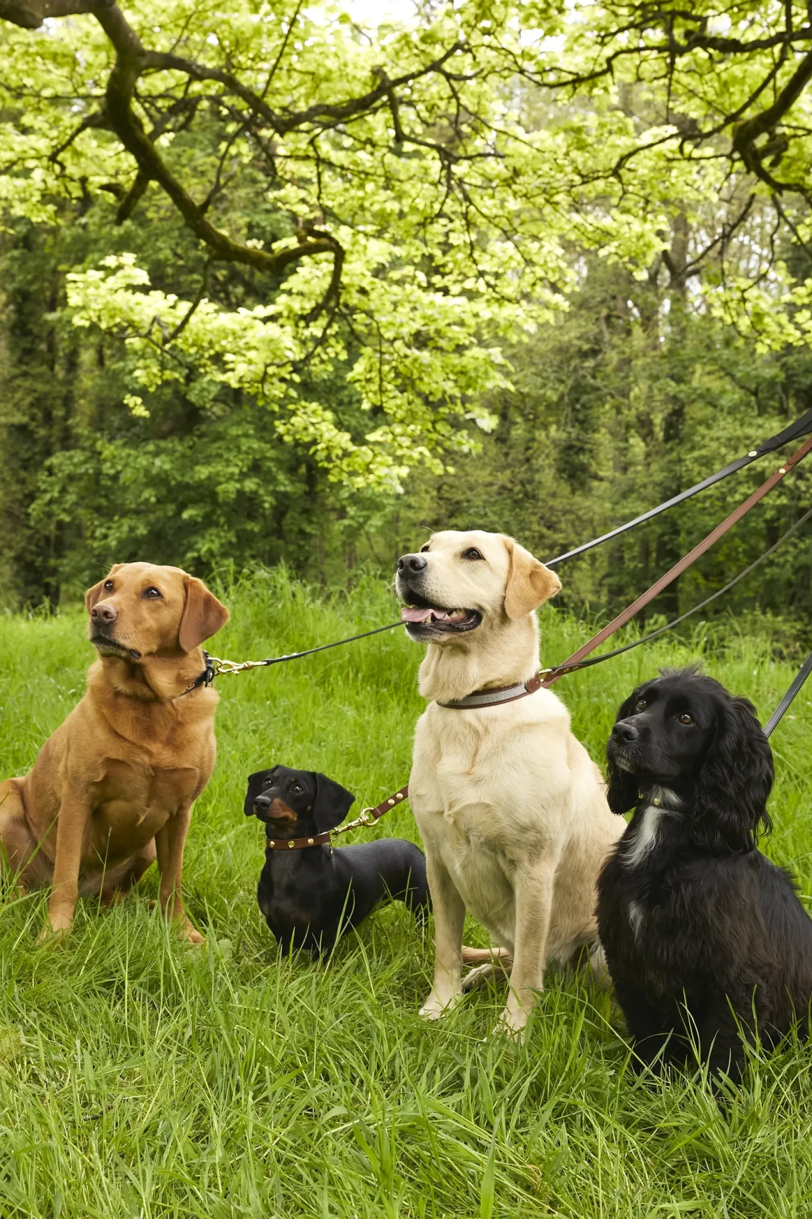 Holland Cooper The Perfect Gesture|Dog Leads-HC Slim Dog Lead Black