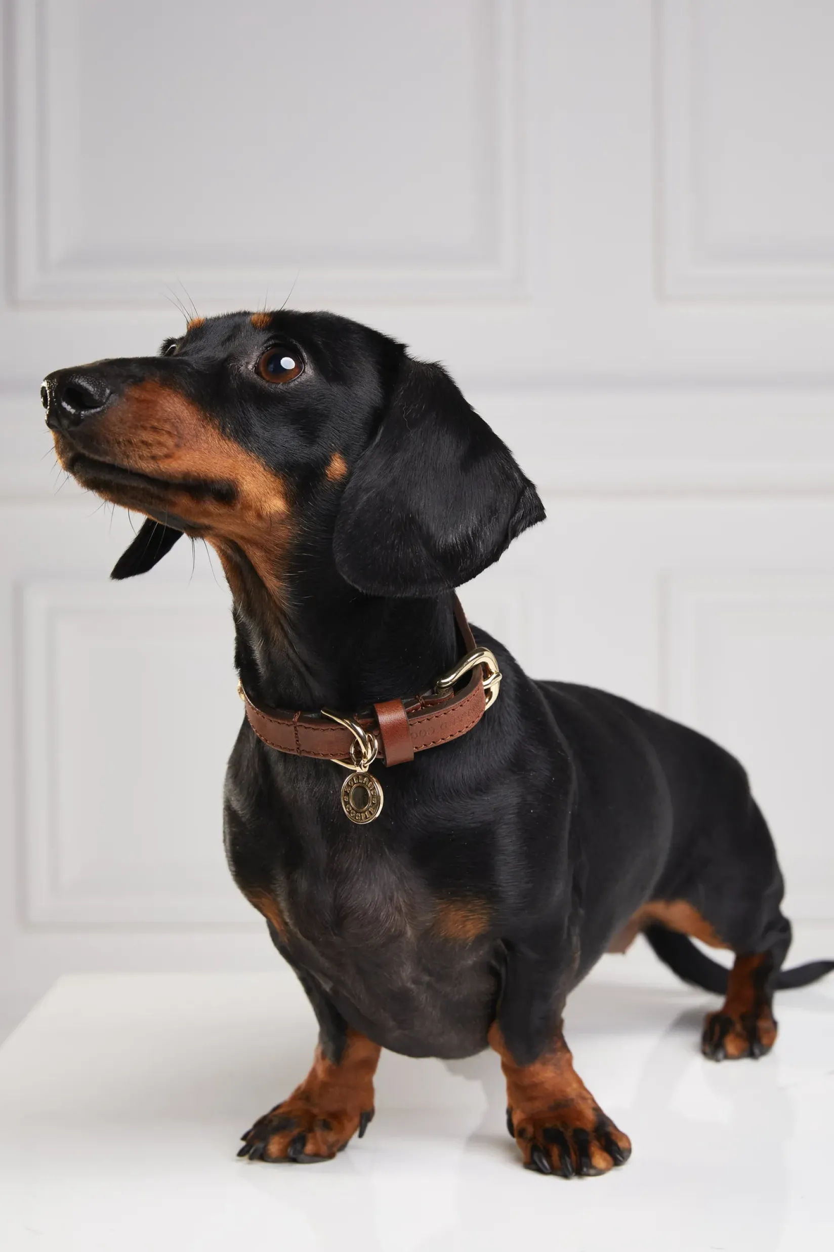 Holland Cooper Dog Collars|Dog Accessories-HC Studded Dog Collar Chestnut