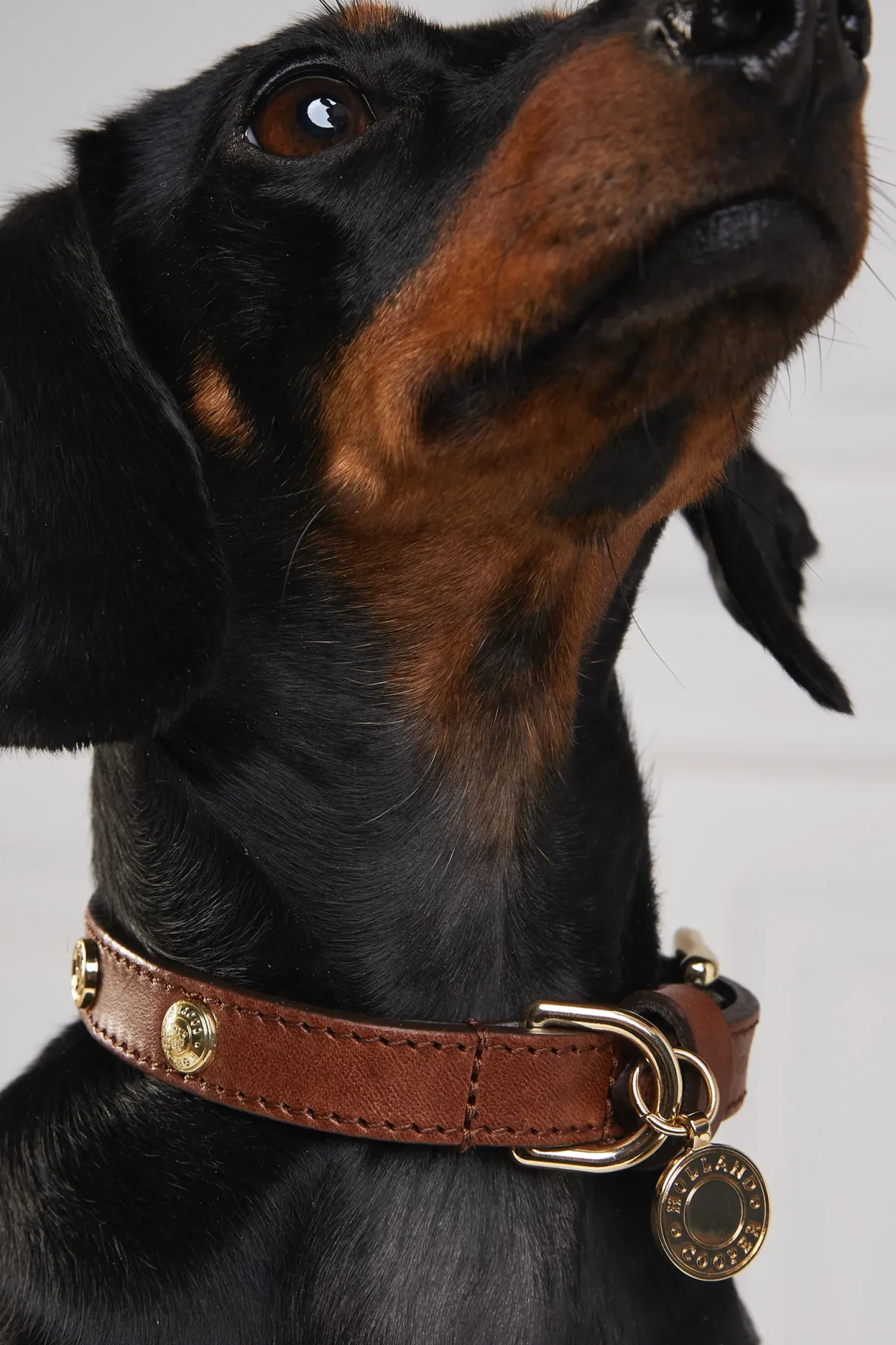 Holland Cooper Dog Collars|Dog Accessories-HC Studded Dog Collar Chestnut